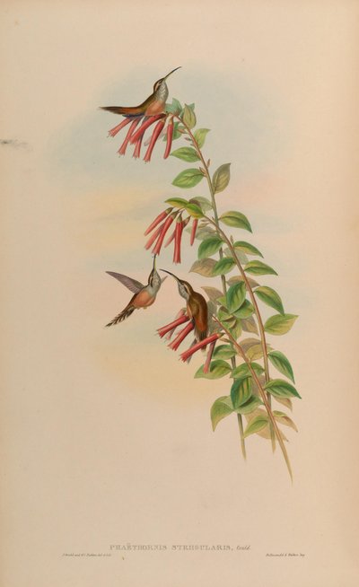 Phaethornis striigularis von John Gould